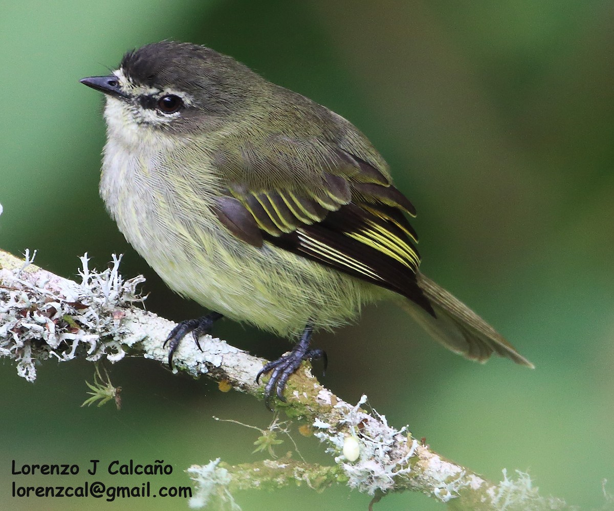 Spectacled Tyrannulet - ML244537271