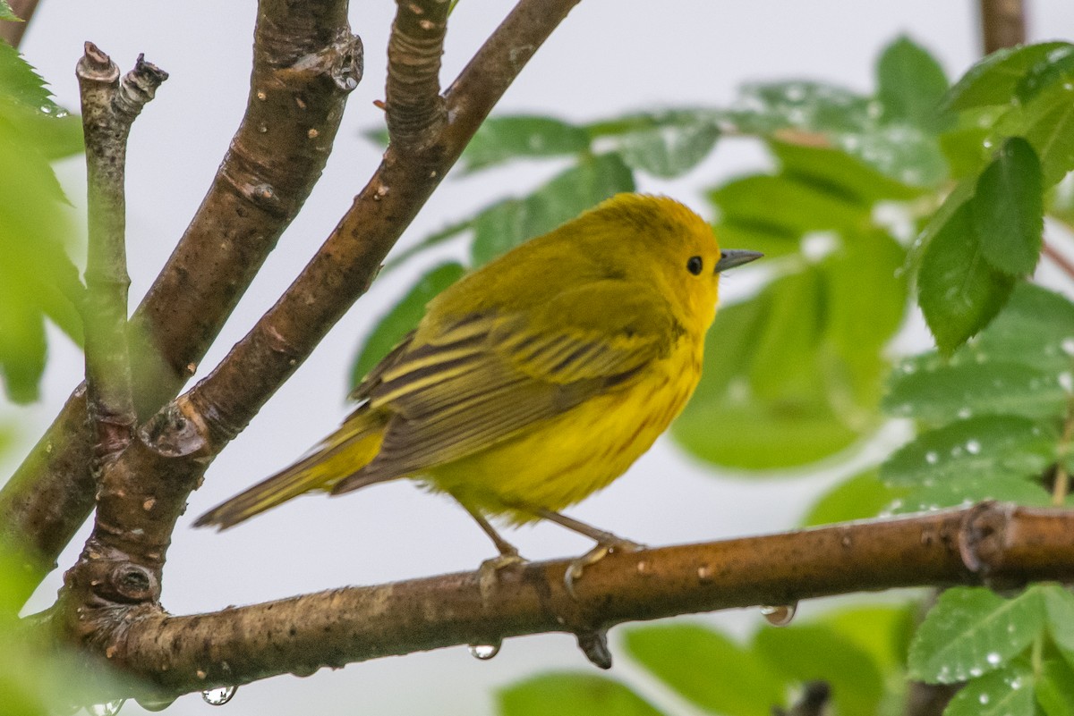 Yellow Warbler - Frank King