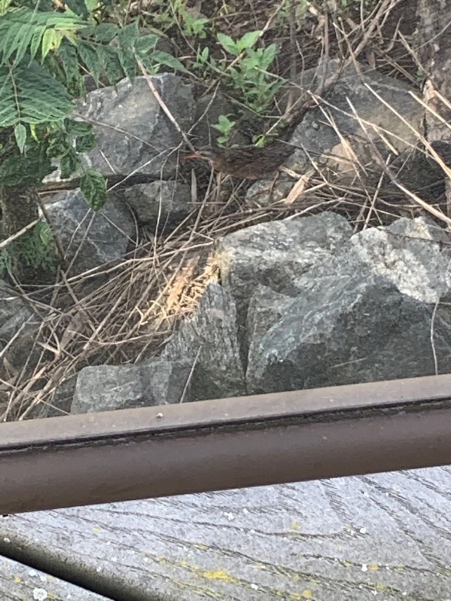 Virginia Rail - ML244537461
