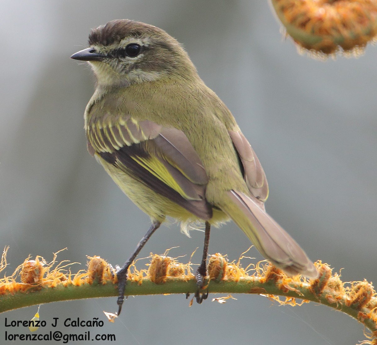 Spectacled Tyrannulet - Lorenzo Calcaño