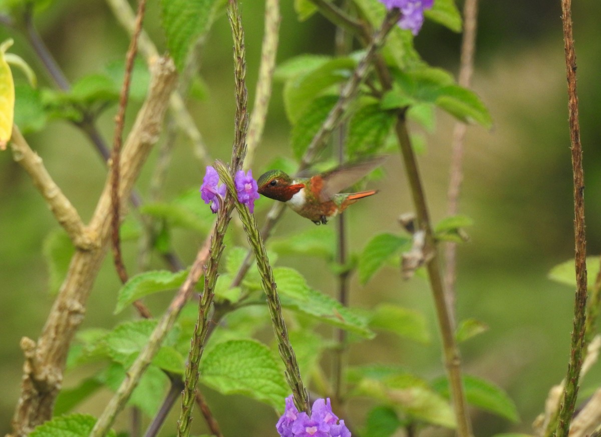 Scintillant Hummingbird - ML244539041