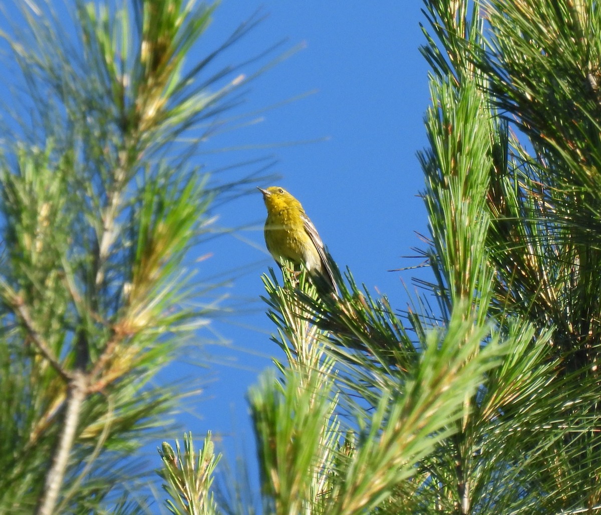 Pine Warbler - ML244541481