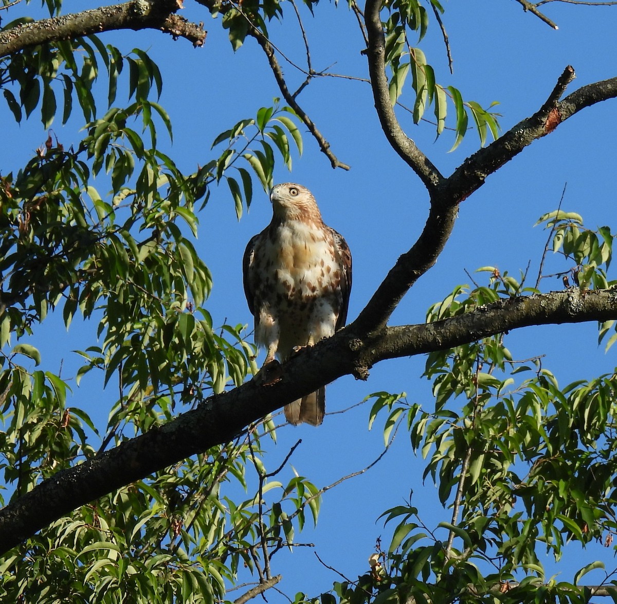 Red-tailed Hawk - Brian Tinker