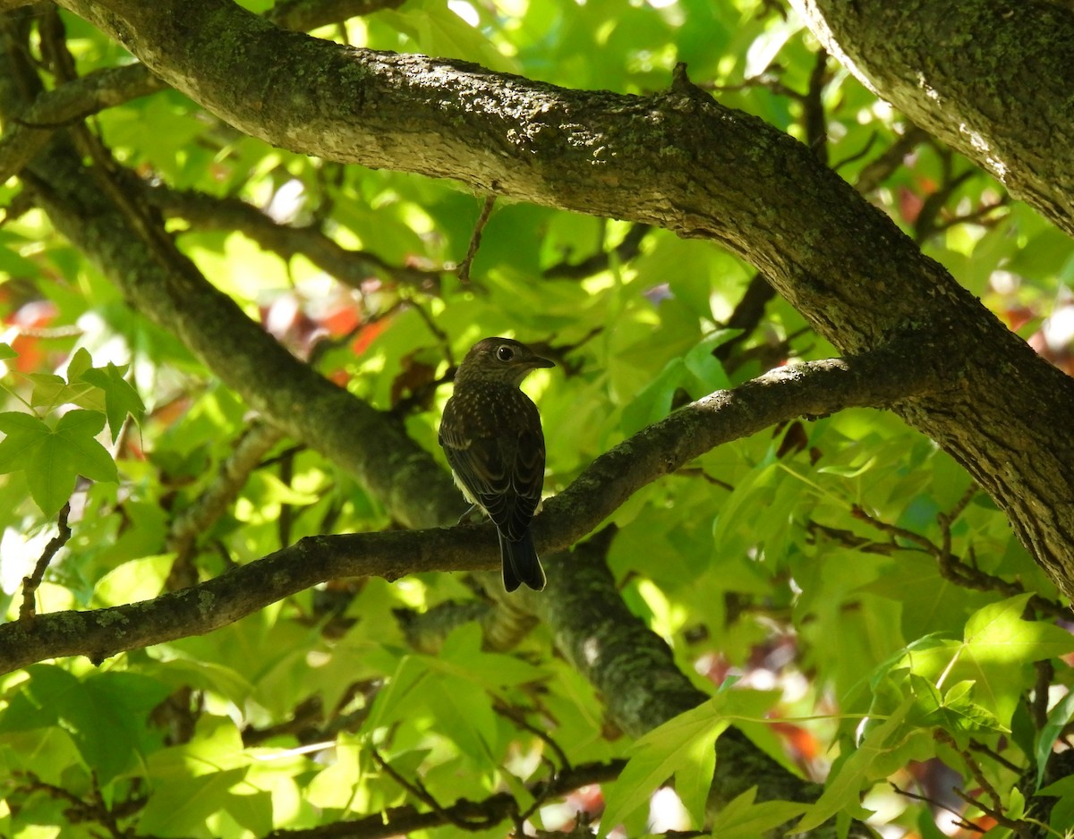 Eastern Bluebird - ML244541721