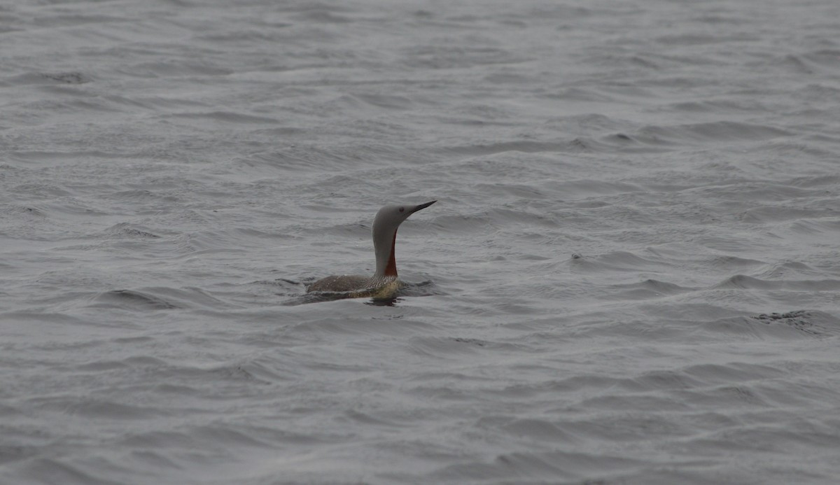 Red-throated Loon - ML244542021