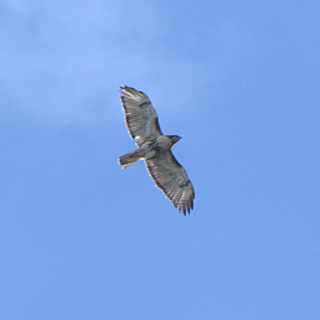 Red-tailed Hawk - ML244543361