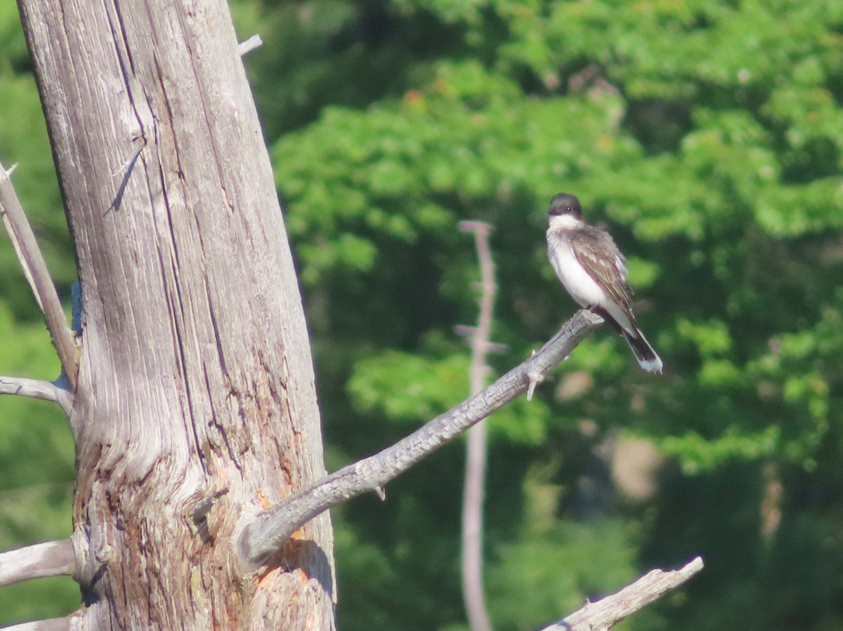 Eastern Kingbird - ML244544041