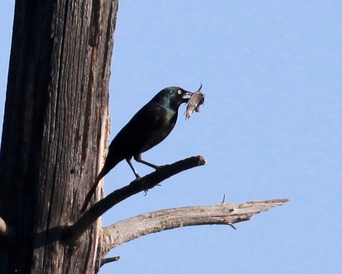 Common Grackle - ML244544151