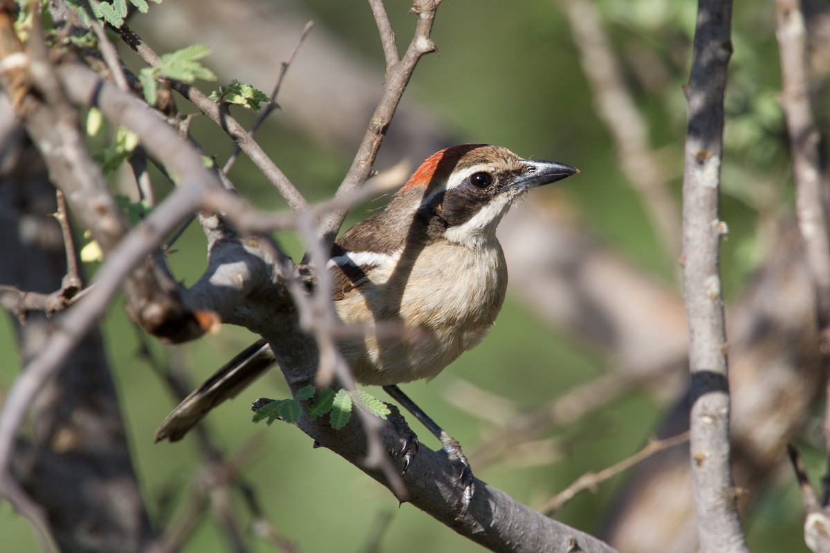 Red-naped Bushshrike - ML244544691