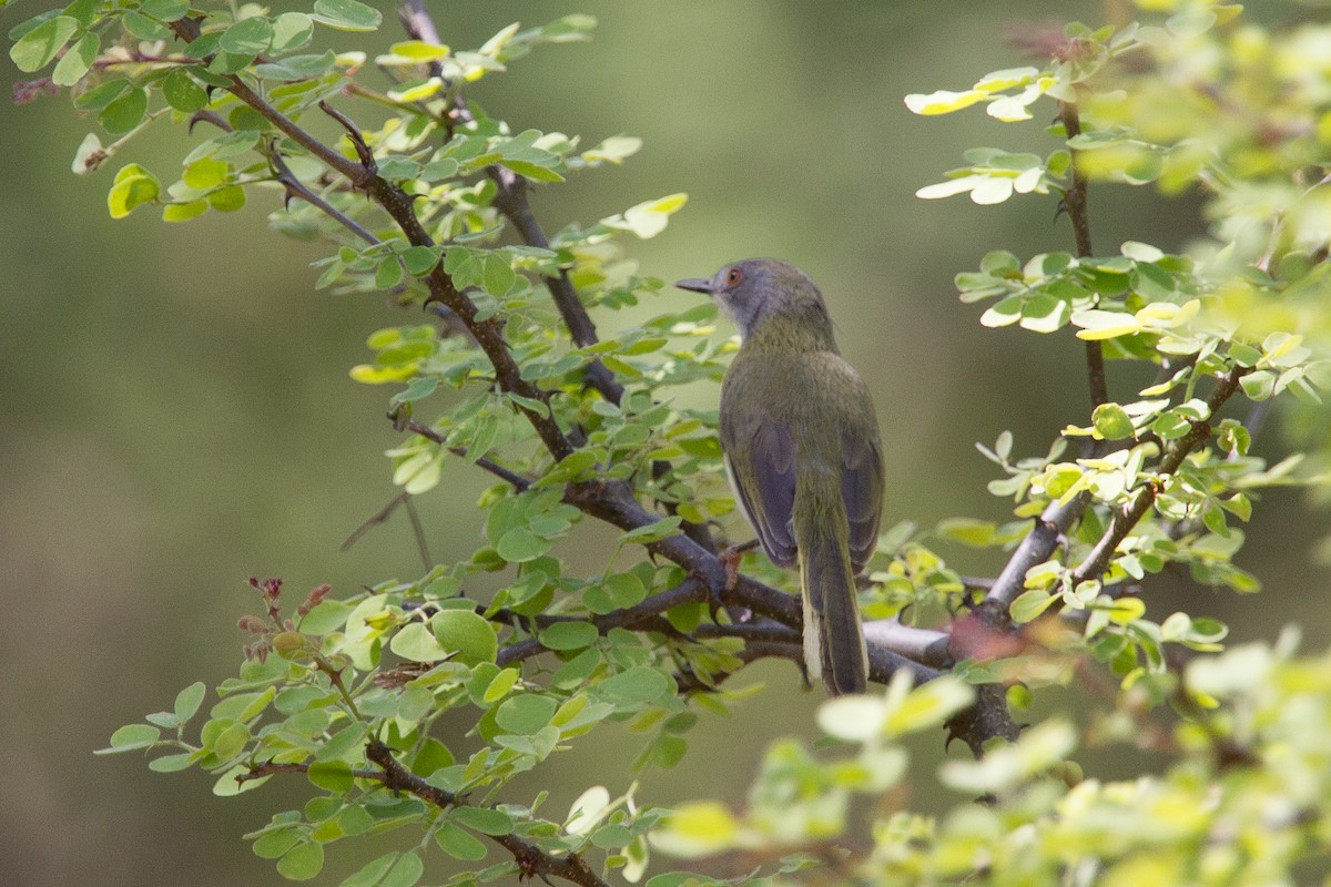 Apalis à gorge jaune - ML244544981