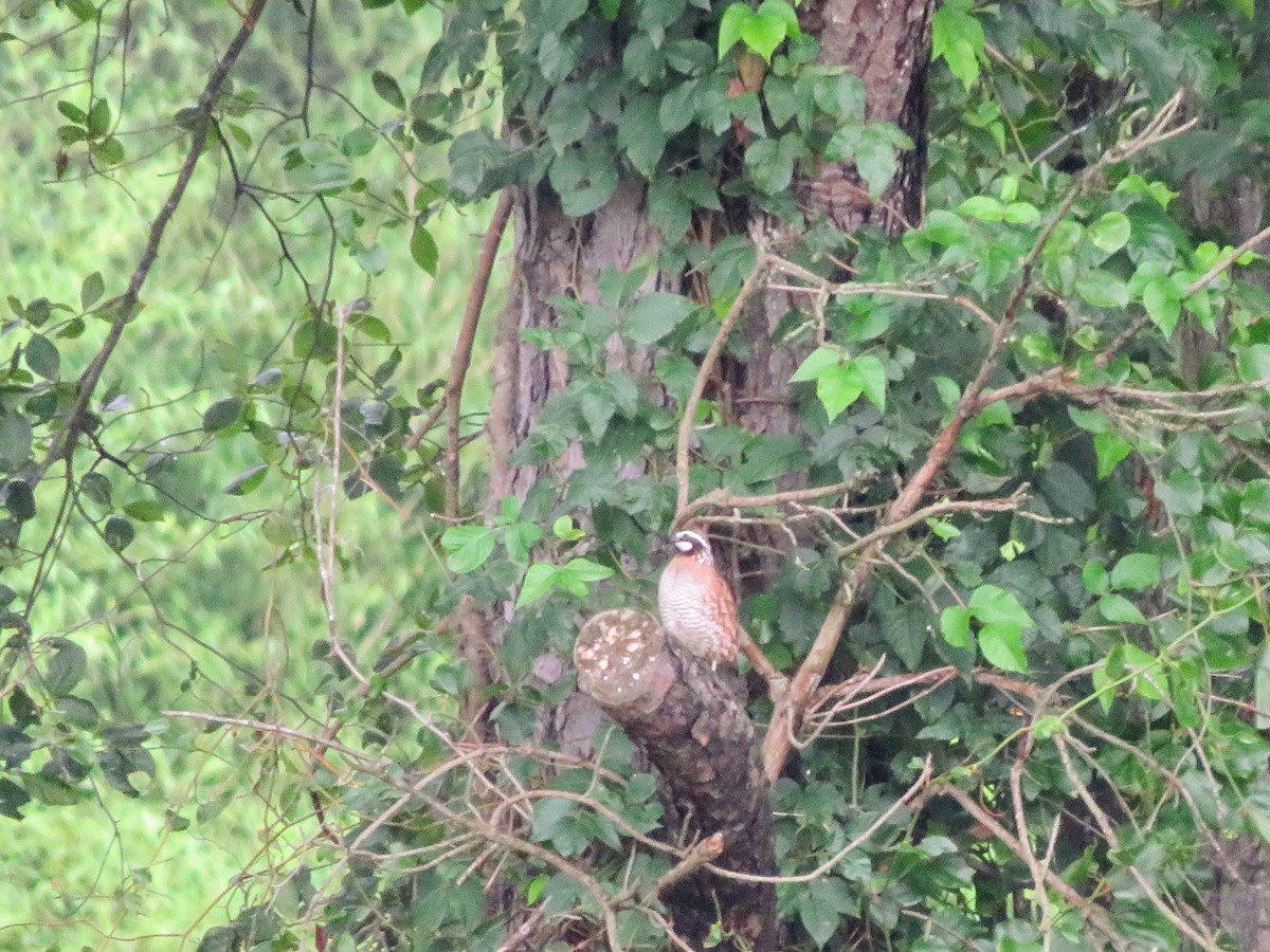 Northern Bobwhite - ML244545521