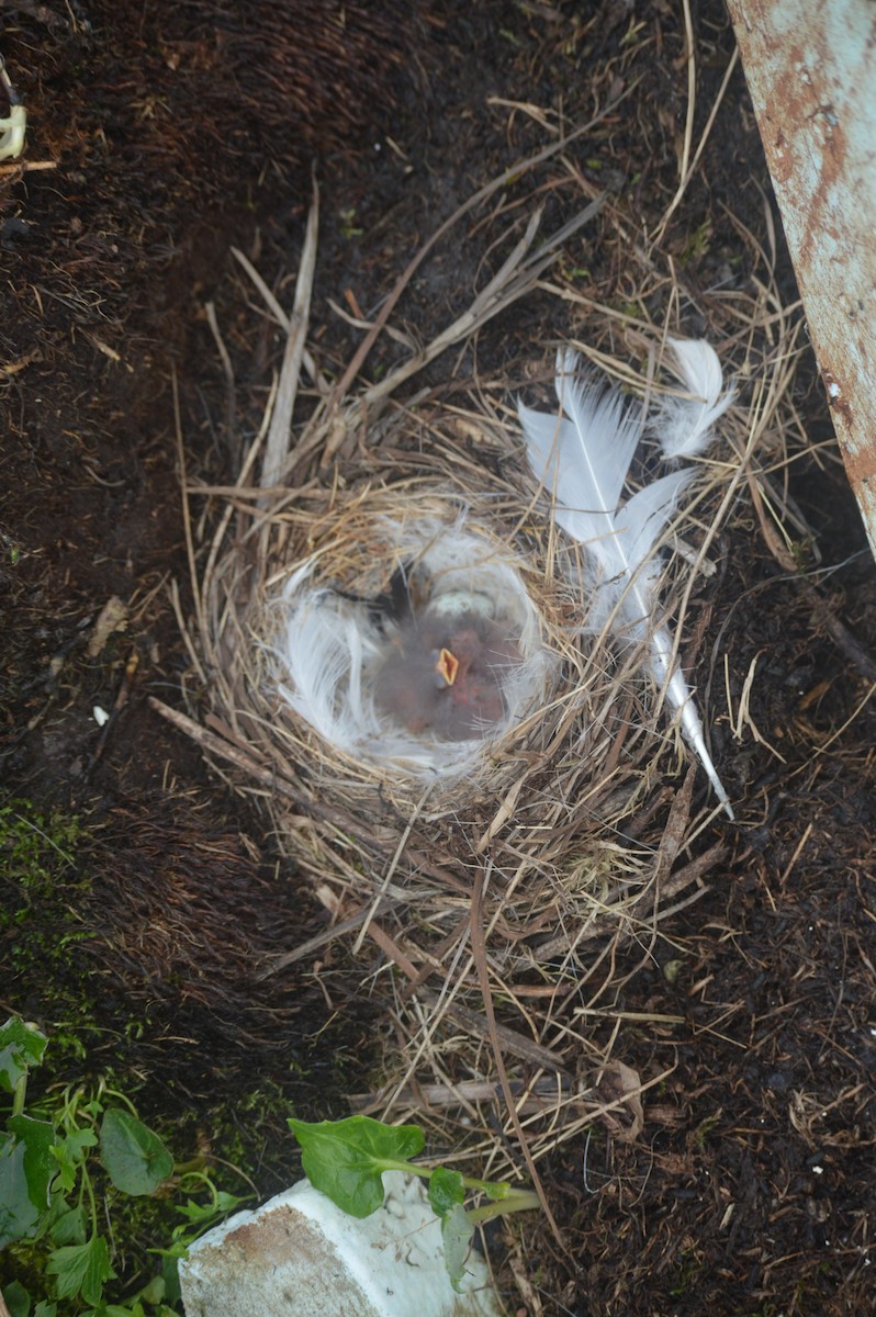 Snow Bunting - Cole Tiemann