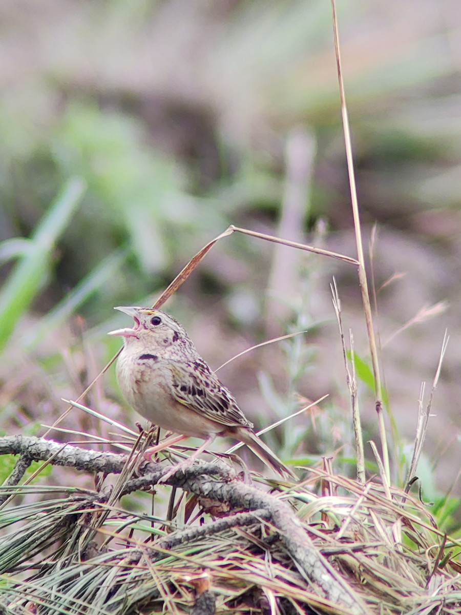 Grasshopper Sparrow - ML244546681