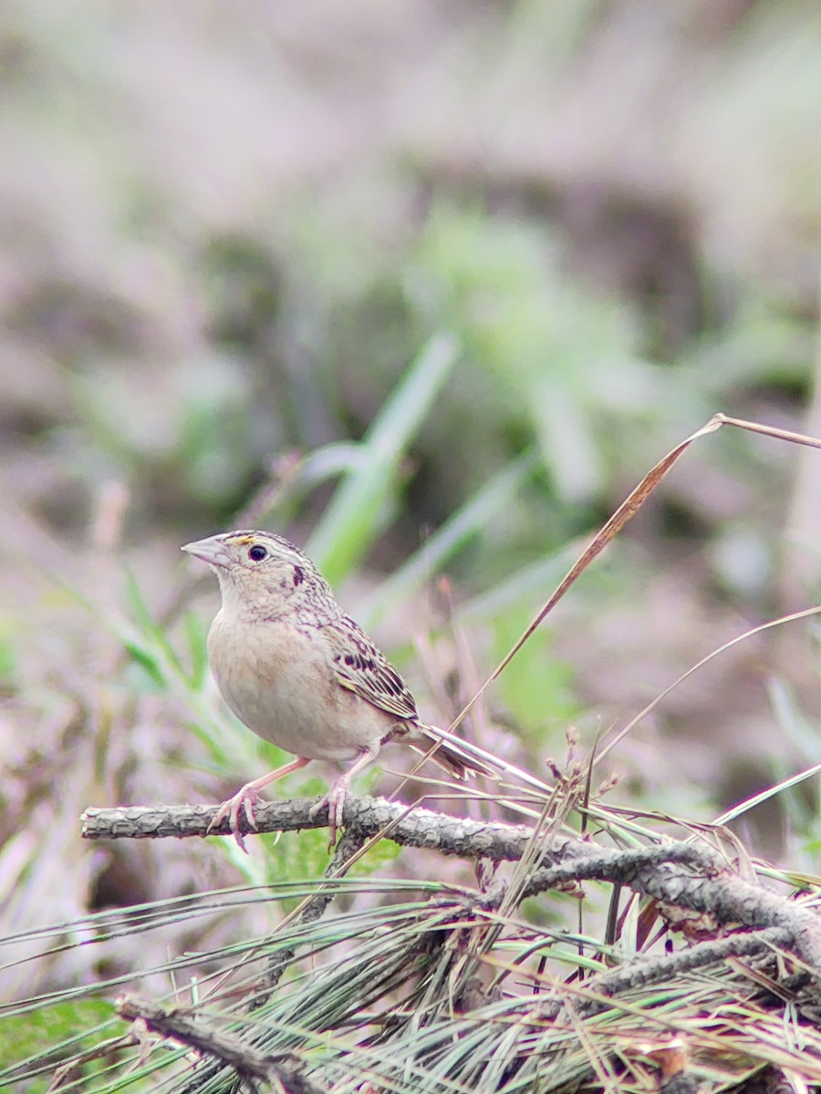 Grasshopper Sparrow - ML244546711
