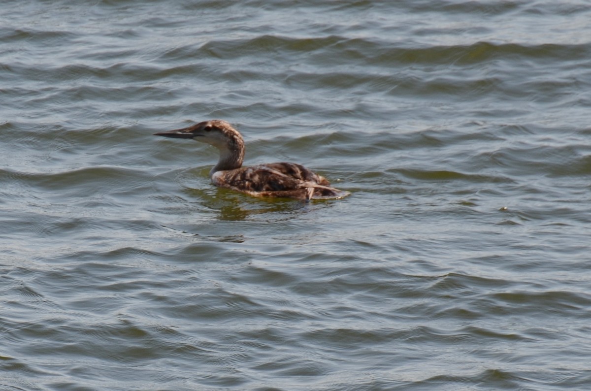 Common Loon - ML244548071