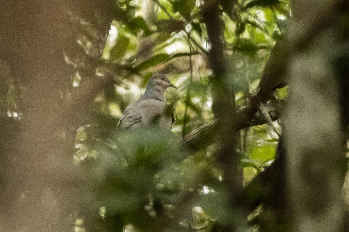 White-tipped Dove - ML244548711