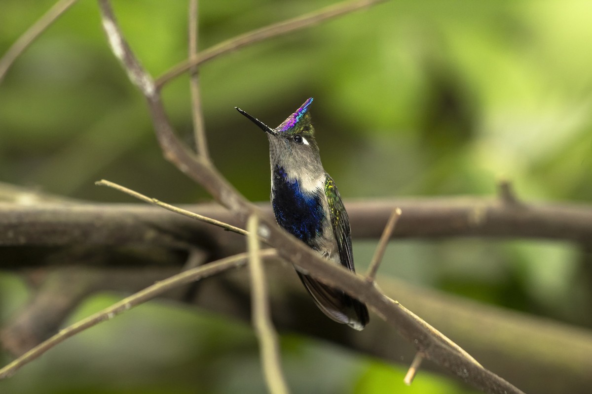 Purple-crowned Plovercrest - ML244548851