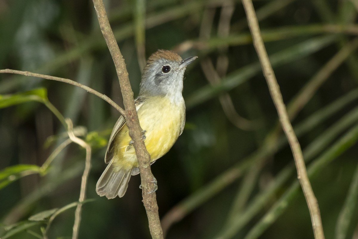 Plain Antvireo - ML244548921