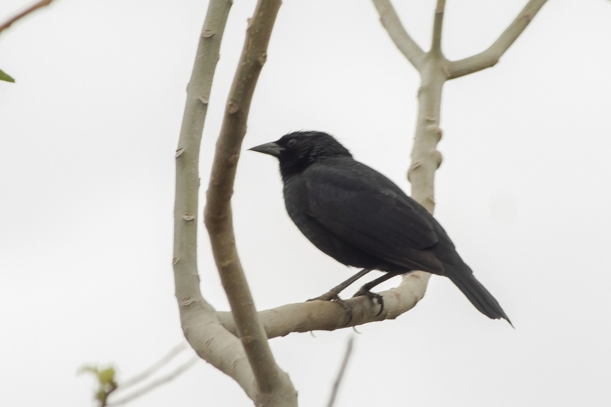 Chopi Blackbird - ML244548931