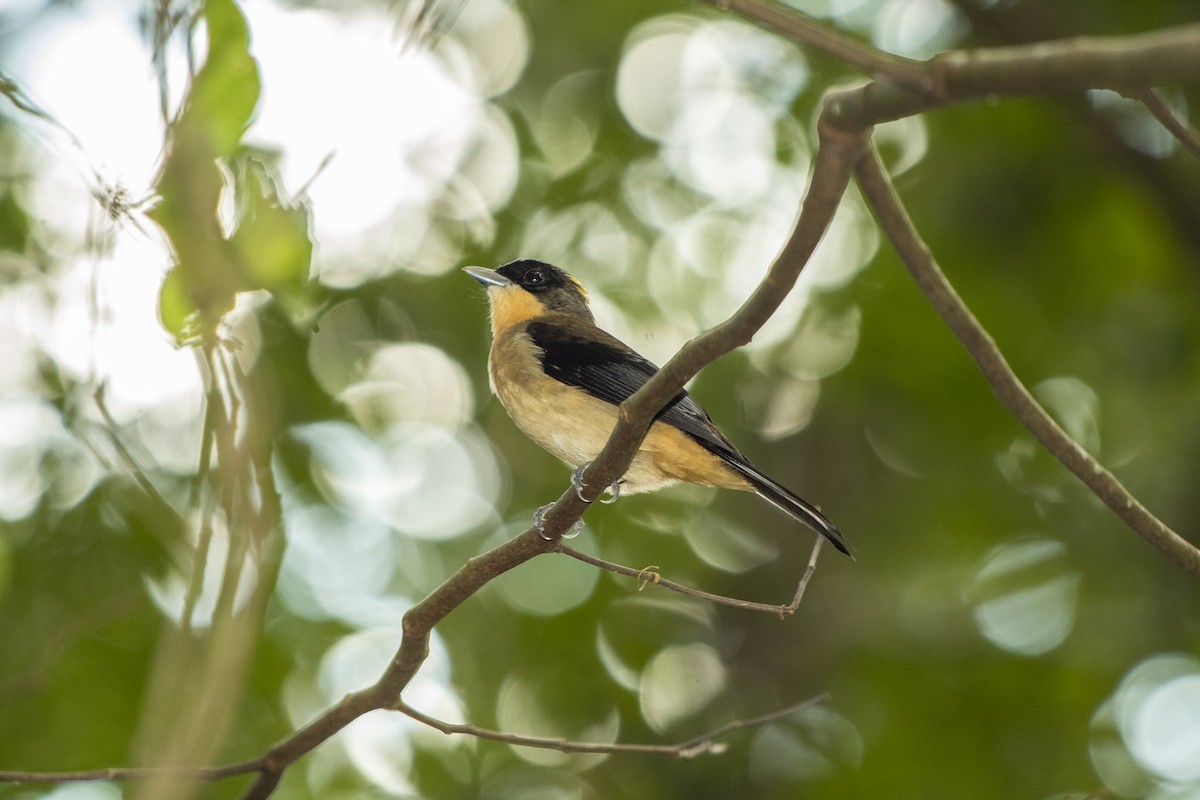 Black-goggled Tanager - ML244549241