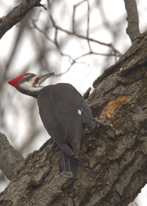 Pileated Woodpecker - Eric Walters