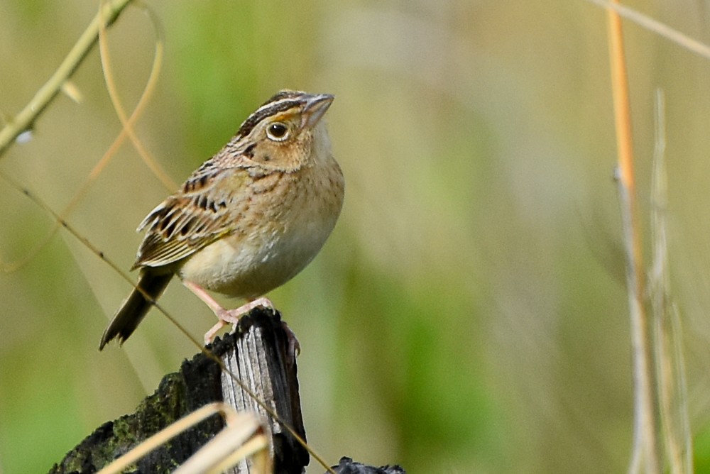 Grasshopper Sparrow - ML244552521
