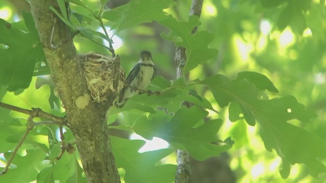 Cerulean Warbler - ML244553311