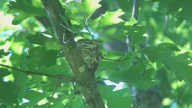 Cerulean Warbler - ML244553561