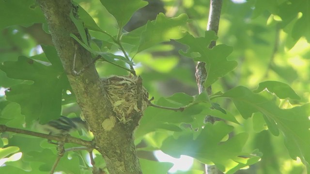 Cerulean Warbler - ML244553701