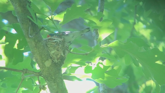 Blauwaldsänger - ML244553731