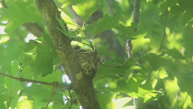 Blauwaldsänger - ML244553751