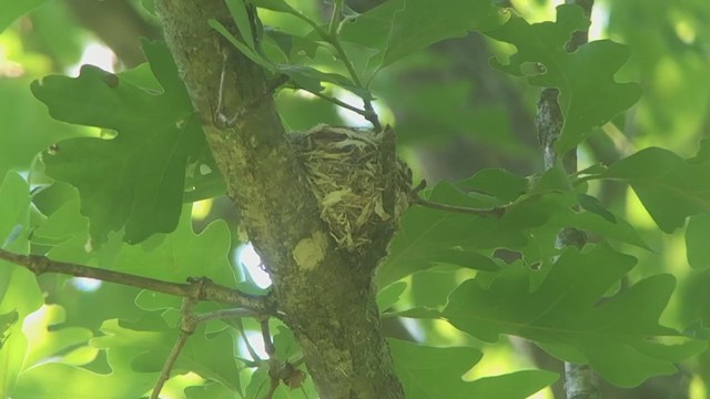 Cerulean Warbler - ML244553791