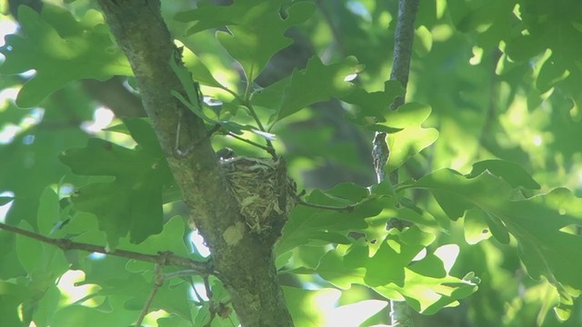 Cerulean Warbler - ML244553801