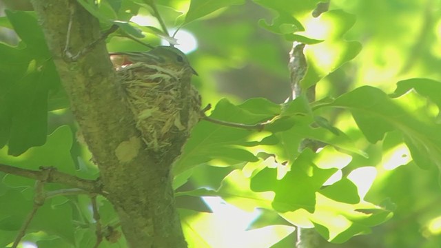 Cerulean Warbler - ML244553841