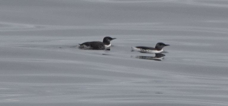 Common Murre - ML244553871