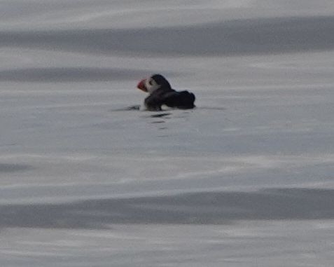 Atlantic Puffin - Alenka Weinhold