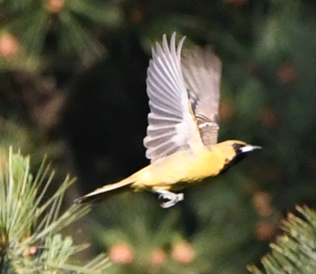 Orchard Oriole - ML244554301
