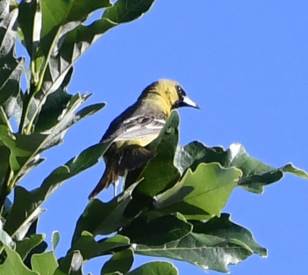 Orchard Oriole - ML244554321