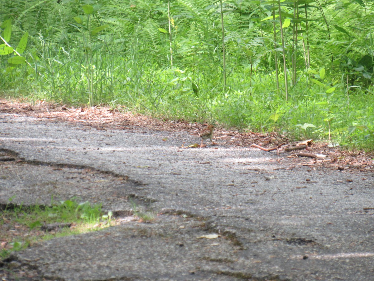 Ruffed Grouse - John Coyle