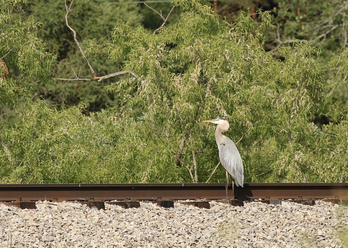 Garza Azulada - ML244556681