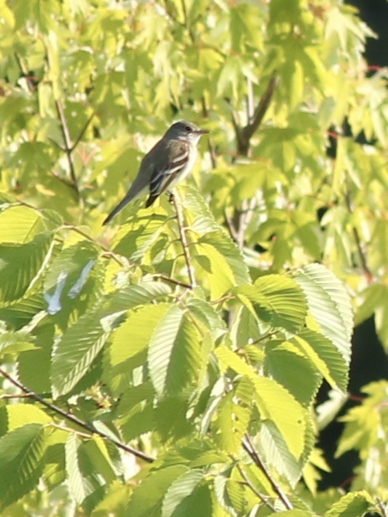 Willow Flycatcher - ML244556981