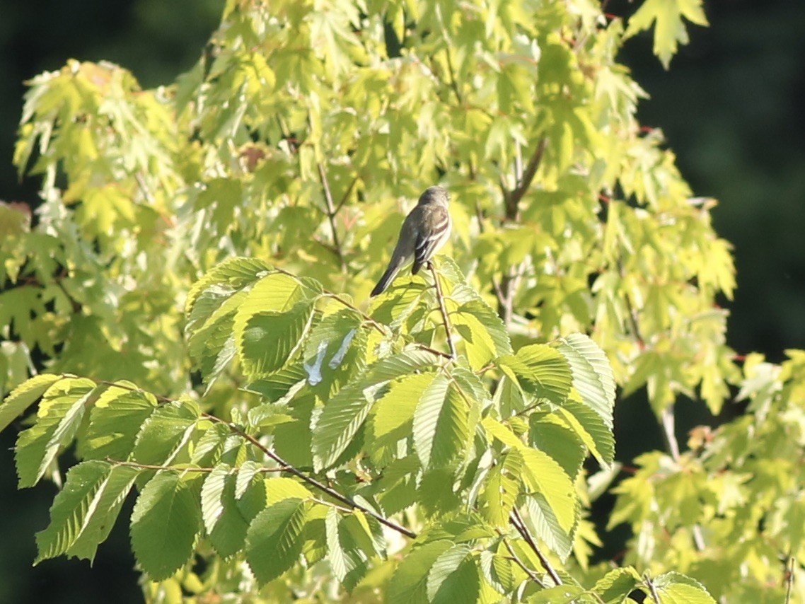 Willow Flycatcher - ML244556991