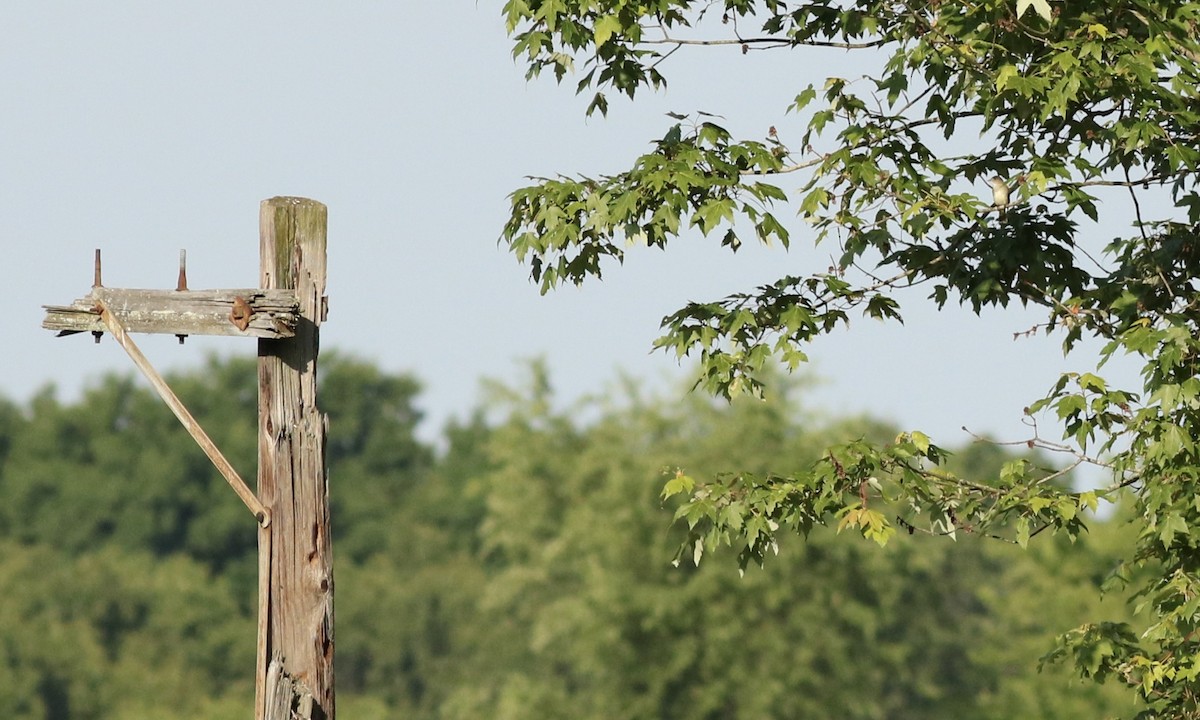 Willow Flycatcher - ML244557011