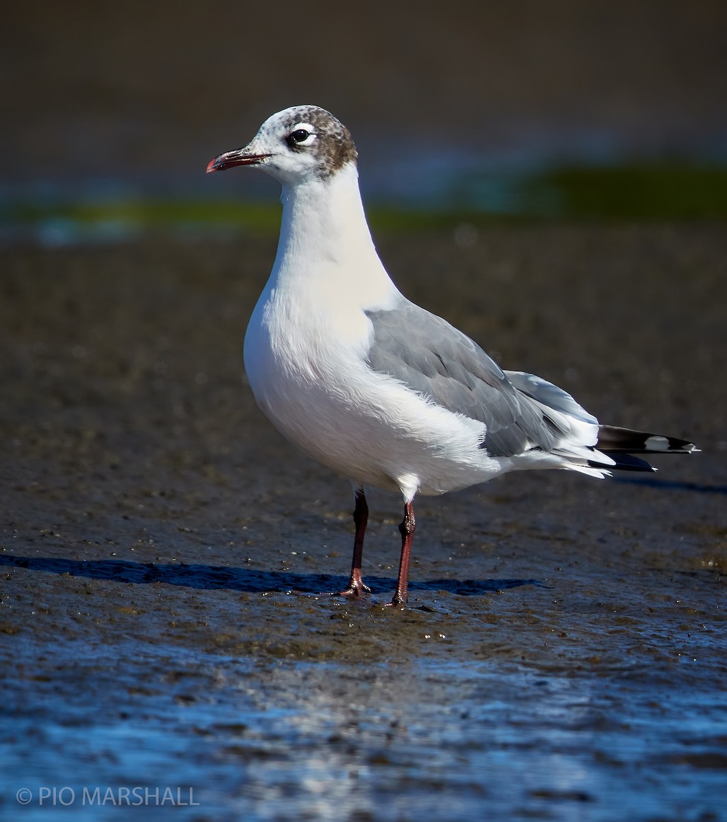 Mouette de Franklin - ML244559871