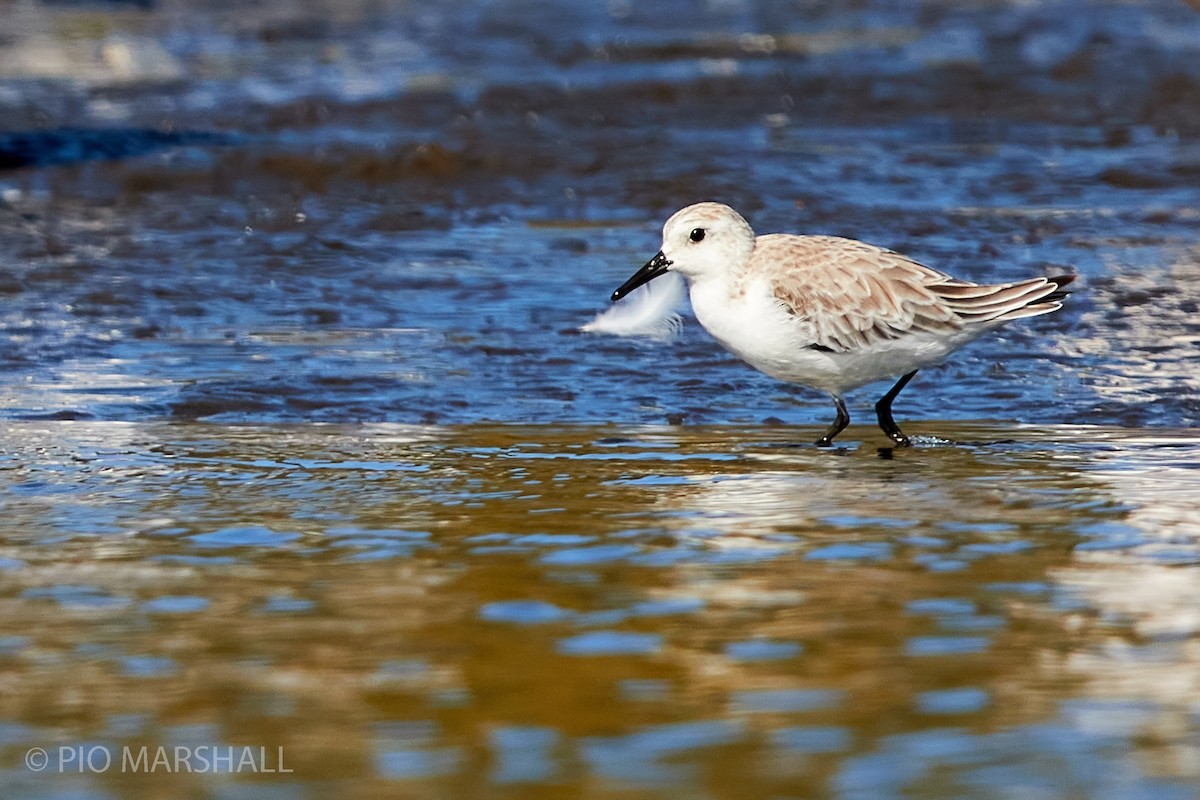 Bécasseau sanderling - ML244560551