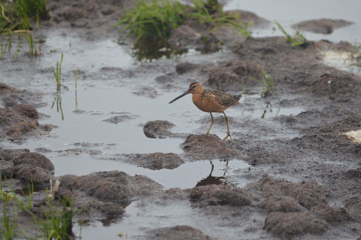 Long-billed Dowitcher - ML244560801