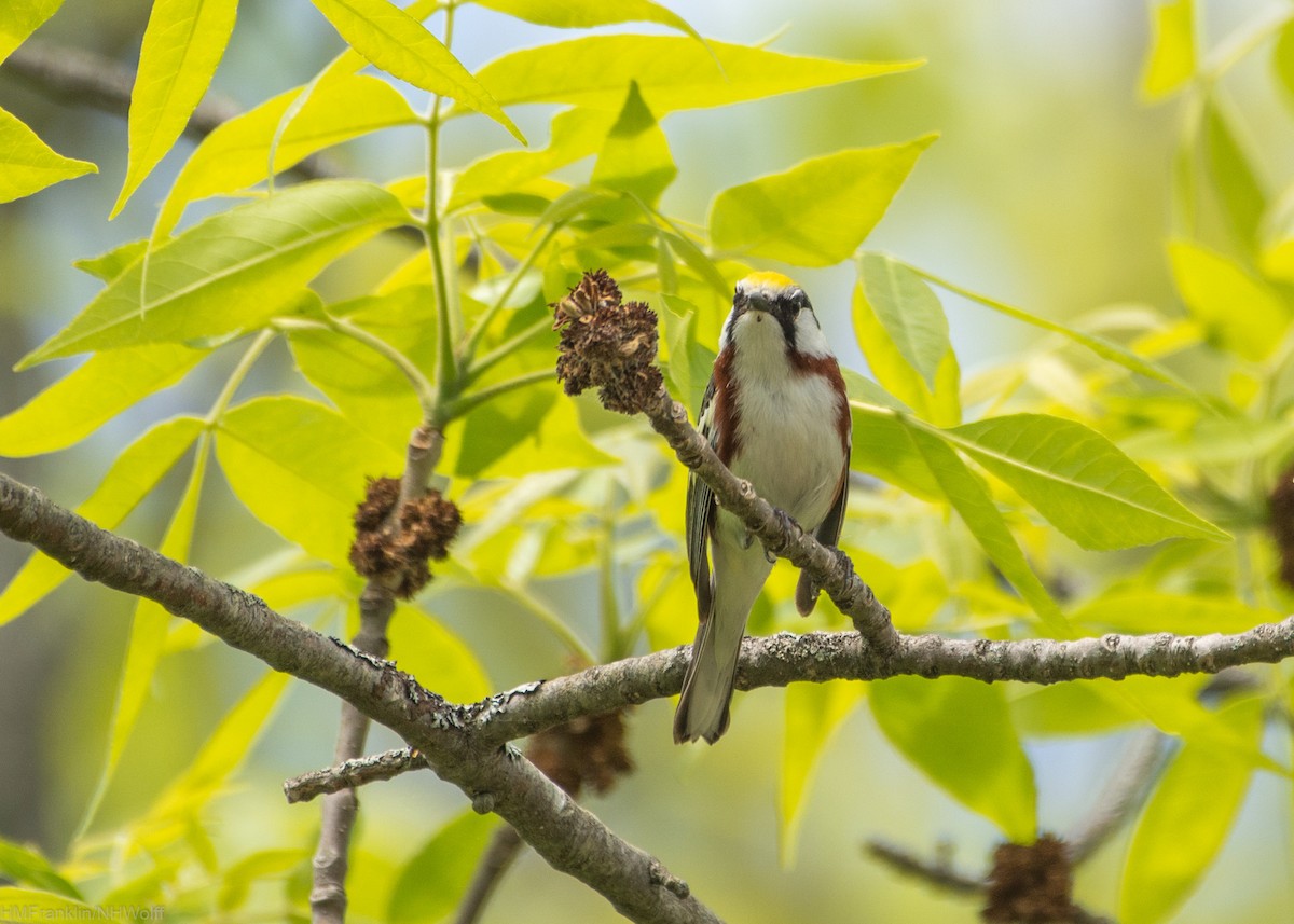 Chestnut-sided Warbler - ML244561241