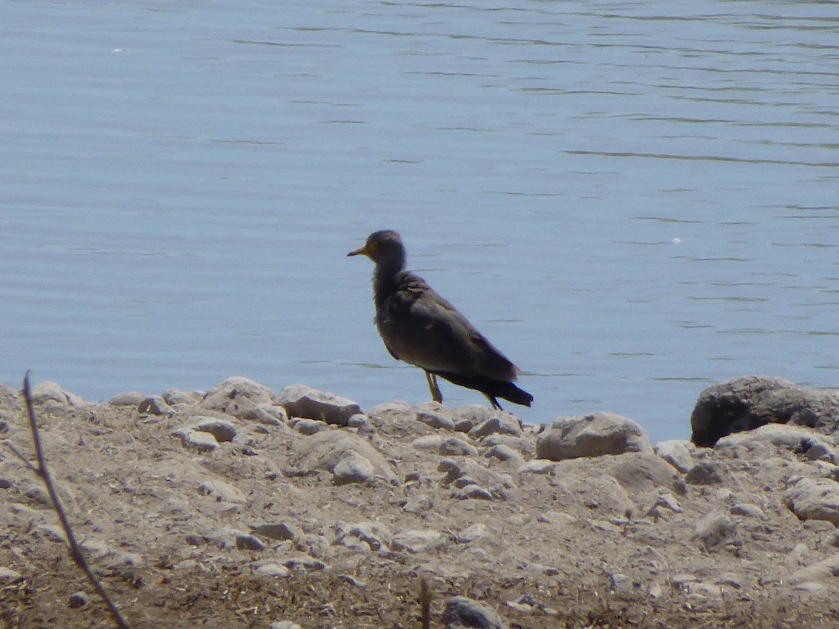 Wattled Lapwing - ML244561691