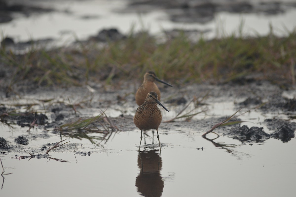 Long-billed Dowitcher - ML244561951