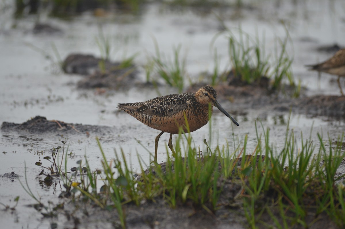 Long-billed Dowitcher - ML244562041